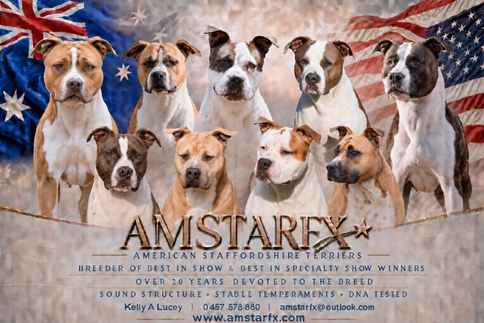 AmstarFX American Staffordshire Terriers